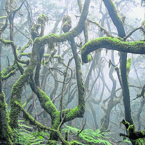 Mystischer Wald auf La Gomera