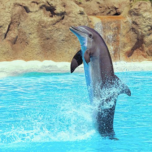 Eine Attraktion: Der Loro Parque