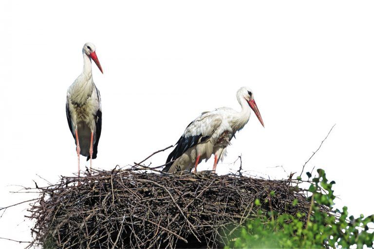 storch_frei_2.jpg@doc6al5d35n5ebq6moebq7.jpg