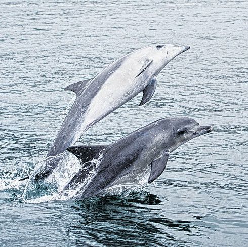 Ein Besuch im Delfinarium