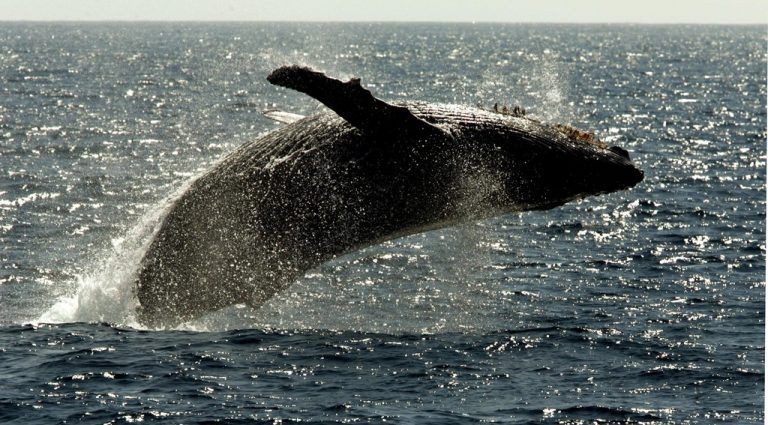 Whale Watching ist auch auf der Nordinsel möglich – in Kaikoura ist aber am meisten los. Foto: apa