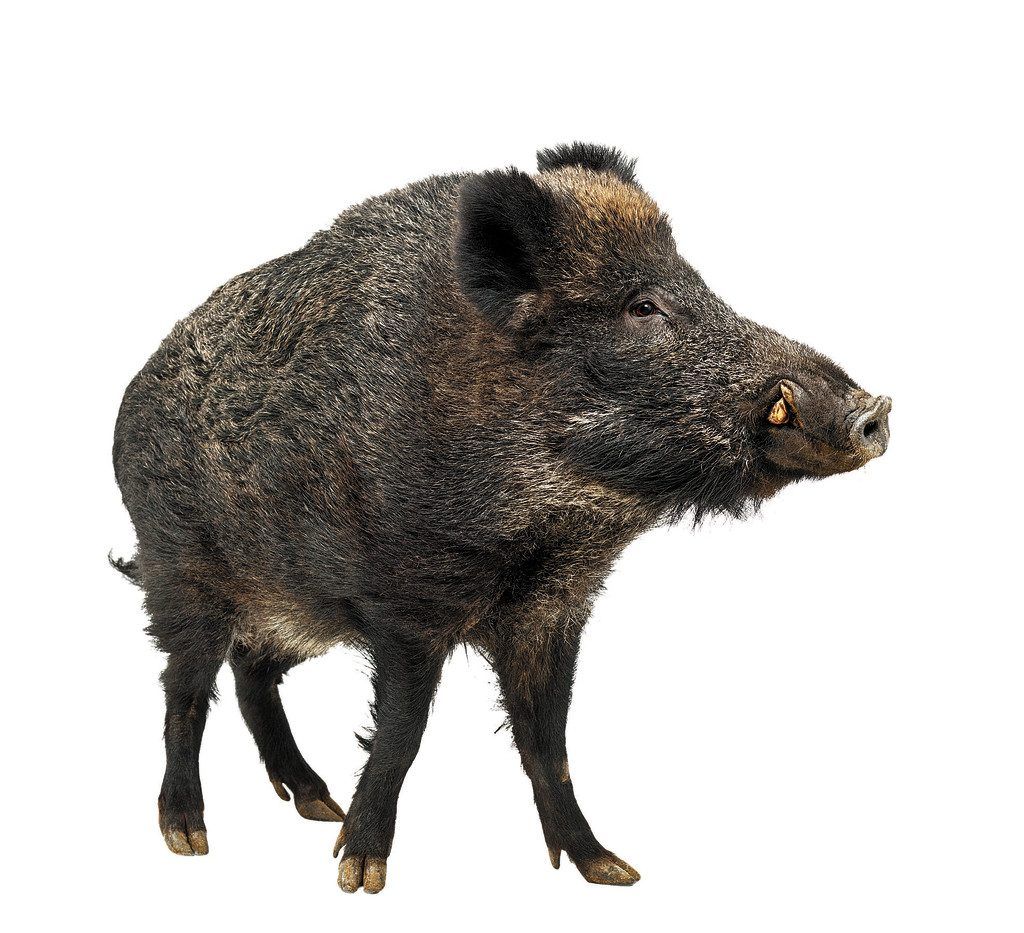 Abfall, Landwirtschaft, Tourismus: Wie der Mensch die Tierwelt in Unordnung bringt.
