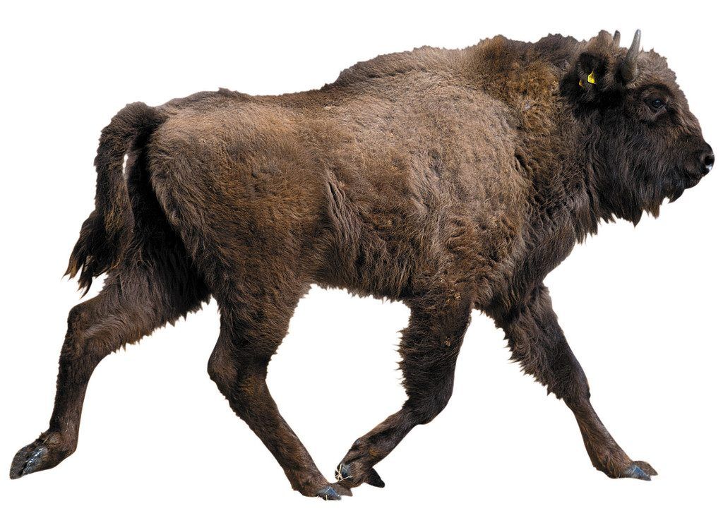 Der Wisent: Schwer wie ein Kleinwagen