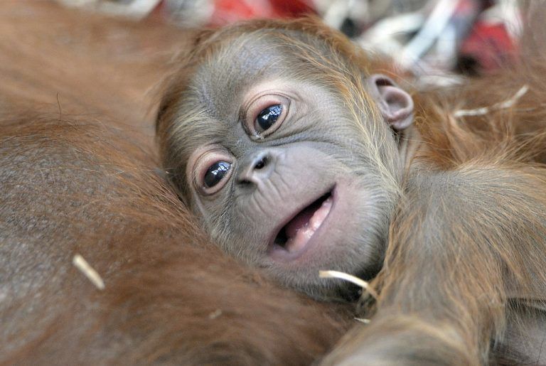 Zur Rettung der Orang Utans auf Sumatra startete der Umweltschützer Rudi Putra eine Petition. Foto: dapd