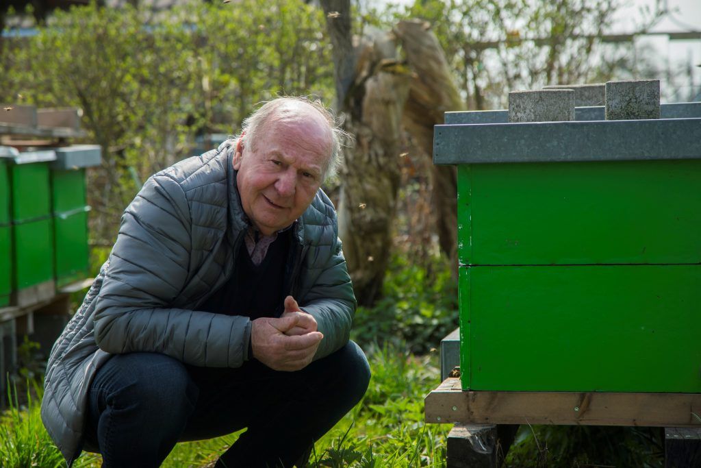 Jedes dritte Tier verendet: Dramatisches Bienensterben in Vorarlberg