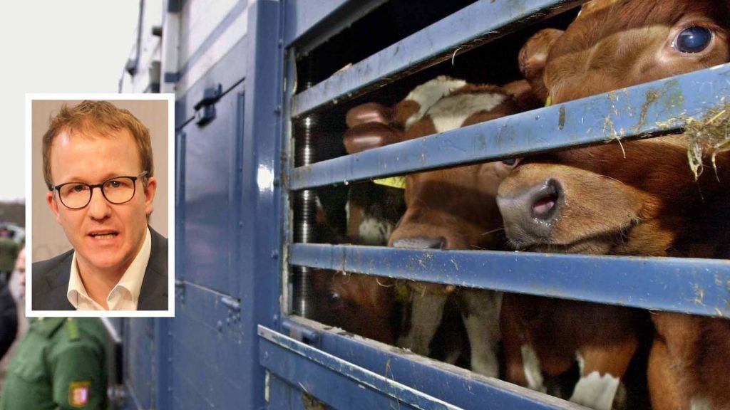 FPÖ fordert LR Gantner bei Kälbertransporten zum Handeln auf
