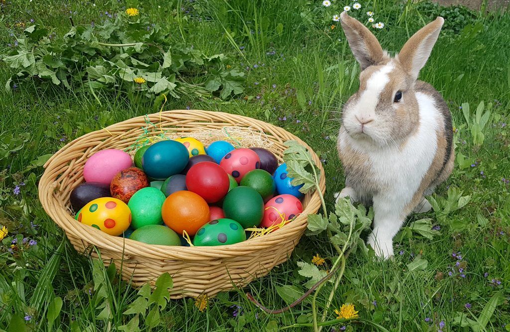 Ein Hase, der Eier legt &#8211; für die Feiertage Fakten zum Angeben