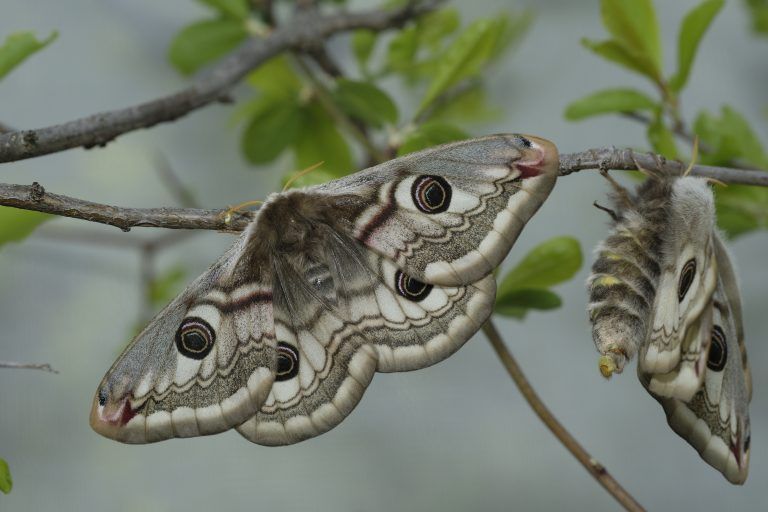 Bis aus den Eiern, Raupen und Kokons ein hübsches kleines Nachtpfauen­auge wird, dauert es seine Zeit. Doch das Warten lohnt sich. Gerold wehinger