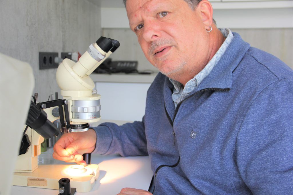 Besser als ihr Ruf: Insekten erwachen zu neuem Leben