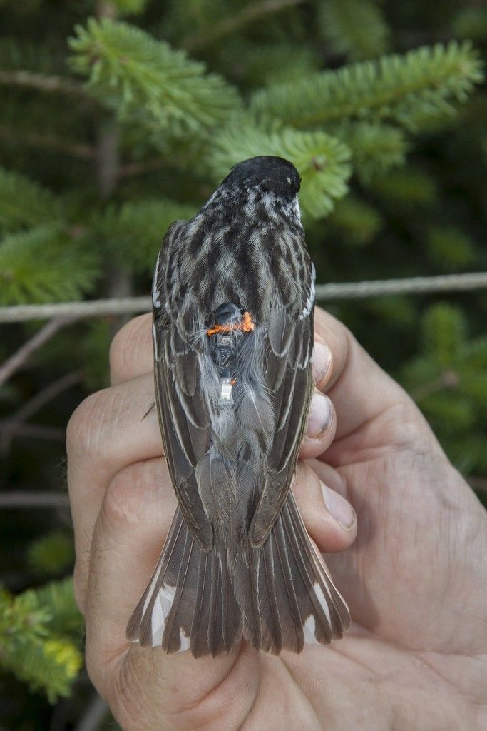 A blackpoll warbler is seen fitted with a miniaturized light-sensing geolocator on its back that enables researchers to track the birds' exact migration routes from eastern Canada and New England south toward wintering grounds, in this undated handout photo provided by the Vermont Center for Ecostudies. REUTERS/Vermont Center for Ecostudies/Handout THIS IMAGE HAS BEEN SUPPLIED BY A THIRD PARTY. IT IS DISTRIBUTED, EXACTLY AS RECEIVED BY REUTERS, AS A SERVICE TO CLIENTS. NO SALES. NO ARCHIVES. FOR EDITORIAL USE ONLY. NOT FOR SALE FOR MARKETING OR ADVERTISING CAMPAIGNS.