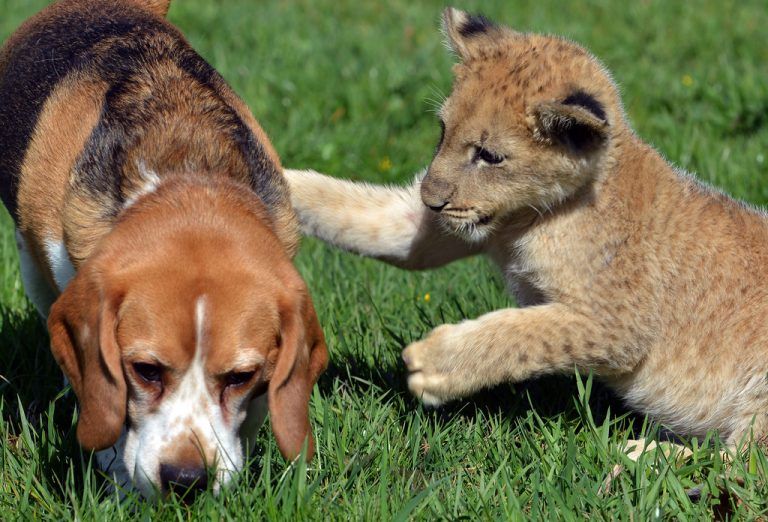 ABD0057_20150421 - Löwenbaby Malor (r) und Beagle Elmo (l) spielen am 19.04.2015 auf einer Wiese in Lierfeld in der Eifel. Nach dem Besuch im Eifel-Zoo in Lünebach, wo Malor einmal am Tag eine Stunde der absolute Star fuer die Besucher ist, darf er noch ein wenig in der Nähe des Hauses von Zoo-Chefin Isabell Wallpott toben. Foto: Harald Tittel/dpa (zu lrs-Korr 