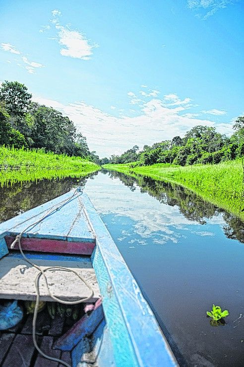 Amazonas und Regenwald