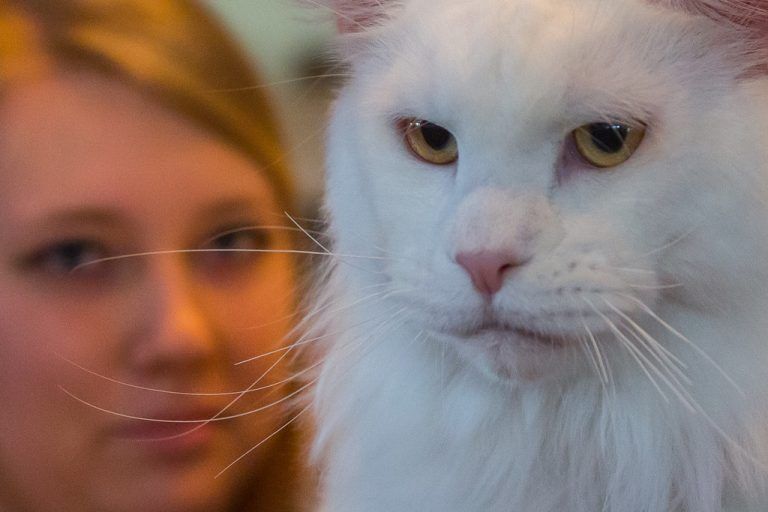 Alles dreht sich dieses Wochenende im Hofsteigsaal um das beliebteste Haustier der Österreicher – die Katze. Bei der internationalen Katzenausstellung werden auch zahlreiche Tipps zur Haltung der Stubentiger gegeben.vn/steurer