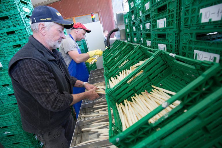 Am Hof wird der Qualitätsspargel für die Kundschaft appetitlich portioniert. Fotos: VN/Hartinger