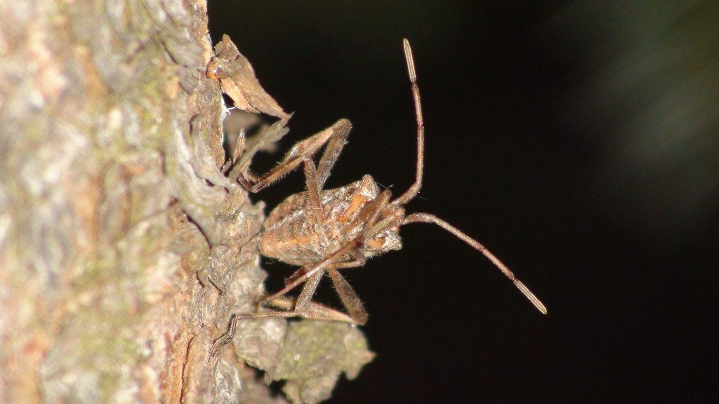 Was immer da fliegt, kriecht und krabbelt, ist in der inatura höchst willkommen.