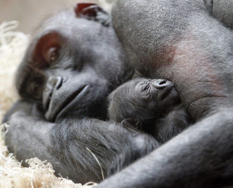 An eight-day-old western lowland gorilla named, Kassiu,rests with her 13-year-old mother, Naku, Thursday, March 27, 2014 at the Milwaukee County Zoo in Wauwatosa, Wis. This is the first offspring for both the 27-year-old father, Cassius, and the mother. The last gorilla birth at the Zoo was in 1996. Female gorillas give birth to one infant after a pregnancy of nearly nine months. Unlike their powerful parents, newborns are tiny – weighing about 4 pounds – and able only to cling to their mother's hair. These infants ride on their mothers’ backs from the age of four months through the first two or three years of their lives. Western lowland gorillas are critically endangered in the wild, but are more common than their relatives, the mountain gorillas. They live in heavy rain forests, and it's difficult for scientists to accurately estimate how many survive in Cameroon, Central African Republic, Congo, Equatorial Guinea, Nigeria, Gabon, Angola, and possibly the Democratic Republic of Congo. After March 27, Naku and Kassiu will be on public display intermittently until both are acclimated to the indoor exhibit. On any particular day, they may or may not be visible to the public. (AP Photo/Milwaukee Journal Sentinel, Mark Hoffman)