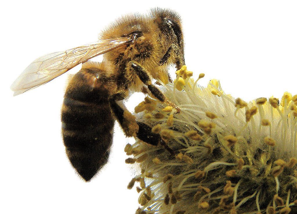 Imker schlagen Alarm. Seit dem Herbst ging die Hälfte aller Vorarlberger Bienen ein.
