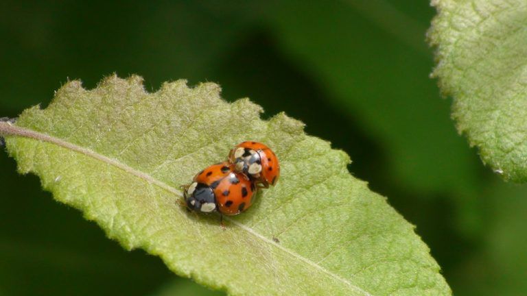 Asiatischer MarienkäferDer Asiatische Marienkäfer (Harmonia axyridis) wurde vor vielen Jahren in den Glashäusern Belgiens, Frankreichs und der Niederlande zur Bekämpfung von Blattläusen eingesetzt. Für Biologen war es damals schon klar, dass es nur eine Frage der Zeit sein würde, bis sich diese bunten Käfer auch in freier Natur etablieren. Für ihre „Reise“ von Belgien nach Vorarlberg benötigten die Tiere etwa sechs Jahre. foto: zimmermann