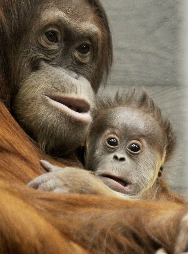 Auf Borneo schrumpft die Population der Orang-Utans, aber auch die anderer Primaten-Arten.  FOTO: AP