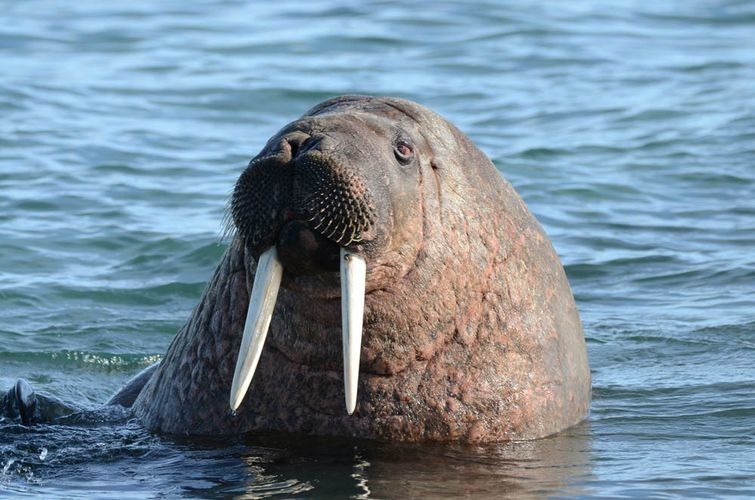 „Spitzbergen – Auf der  Suche nach Eisbären“