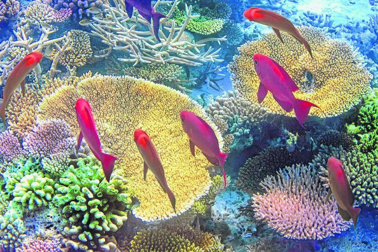 Bunte Unterwasserwelt bei den Riffen vor der Küste von Mauritius.