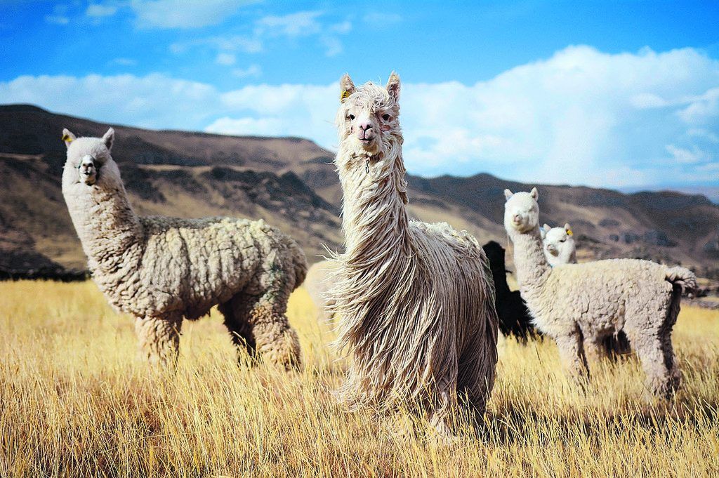 Alpacawolle als Exportgut