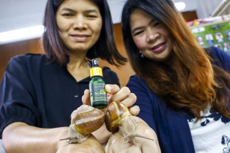 Das Forscherteam um die Biologinnen Ueangfa Bantaowong und Piyoros Tongkerd an der Chulalongkorn Universität in Bangkok hat herausgefunden, dass sich der Schleim bestimmter thailändischer Schnecken hervorragend für die Herstellung von Kosmetikprodukten für die menschliche Haut eignet. Aufgrund des tropischen Klimas habe der Schleim dieser Schnecken antimykotische Eigenschaften und spende besonders viel Feuchtigkeit. FOTO: EPA