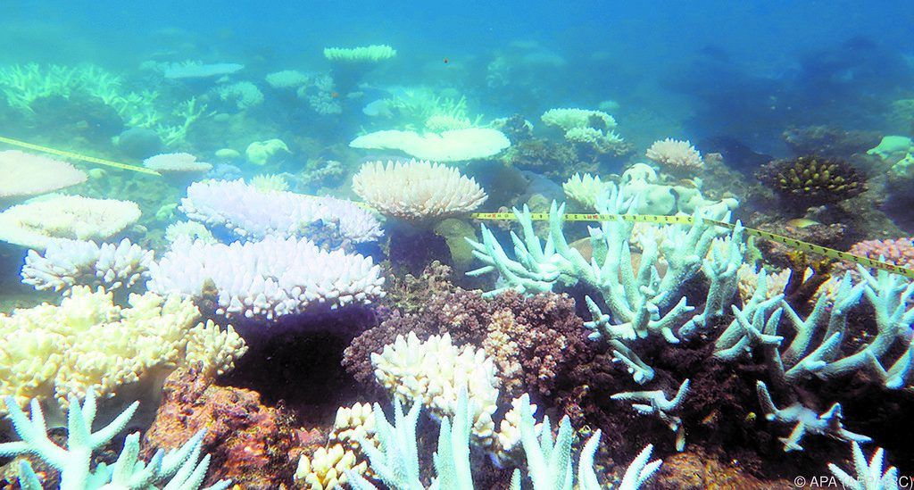 Nur noch wenige neue Korallen im Great Barrier Reef