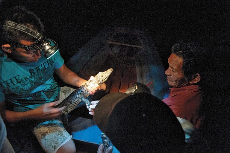 Den indigenen Völkern des Amazonas dienen Kaimane als Nahrung.