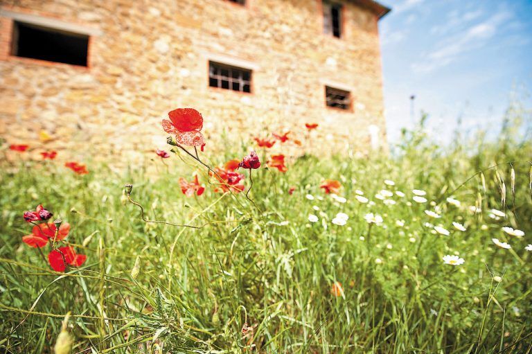 Der Klatschmohn leuchtet im Frühling überall in knalligem Rot. Fotos: Beate Rhomberg