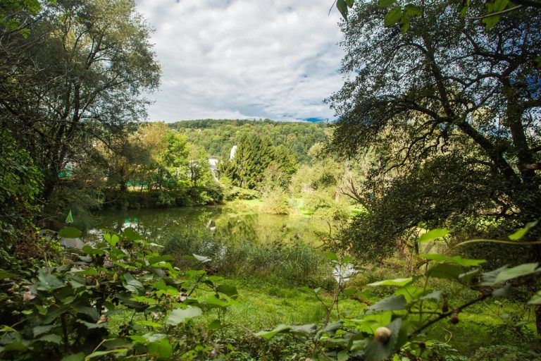 Der Levner Weiher in Feldkirch ist eines der wichtigsten Laichbiotope für Fröschen, Kröten und Molche im Vorarlberger Oberland. Fotos: steurer