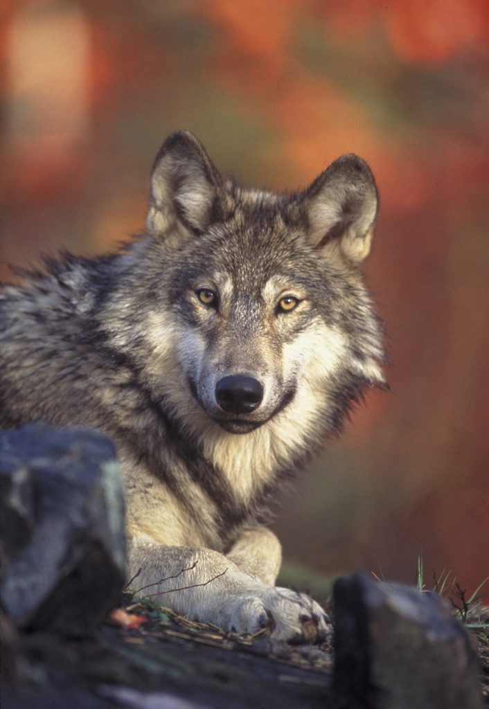 Wolf: Uralte Feindschaft von Mensch und Natur