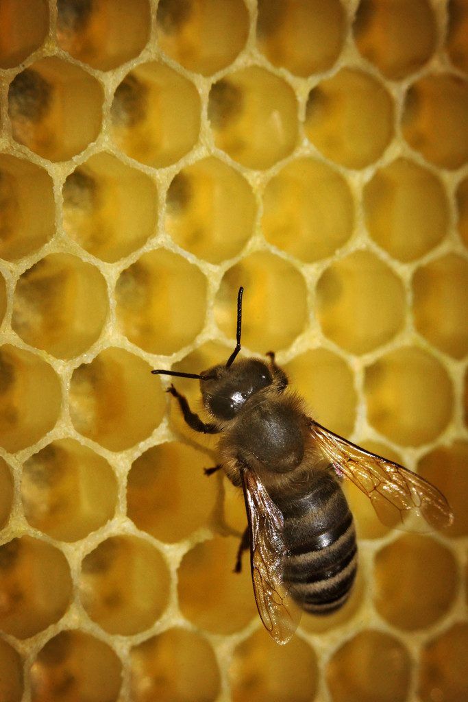 Imker-Präsident Egon Gmeiner macht sich über den Todfeind der Bienen keine Illusionen.