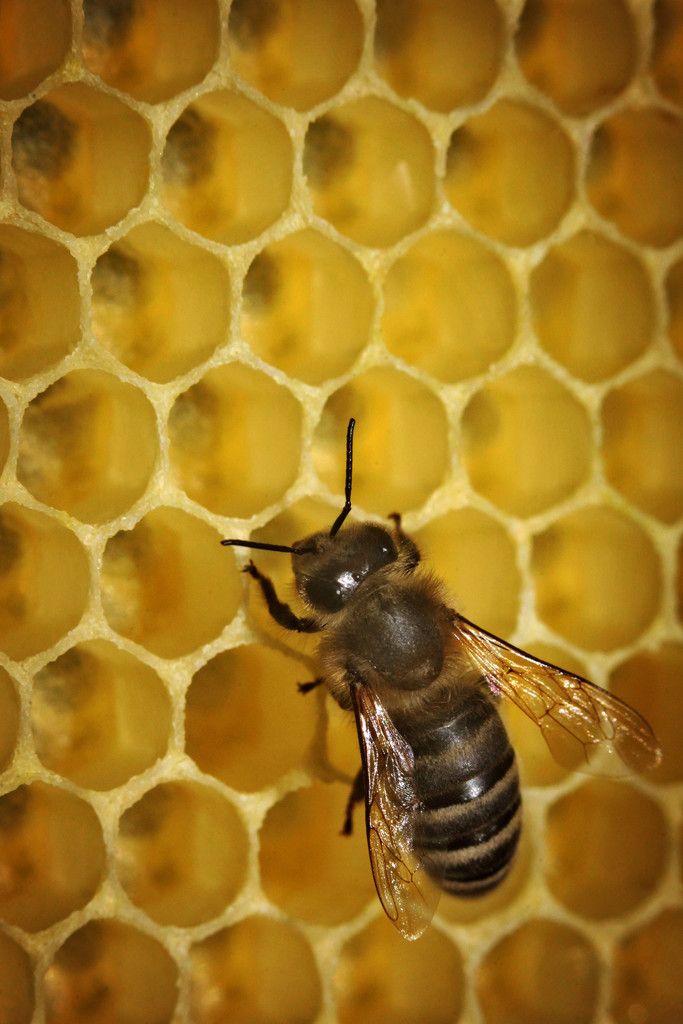 Die Bienen sollen in ihrem Bienenstock vor der gefährlichen Varroa-Milbe geschützt werden. Foto: dpa