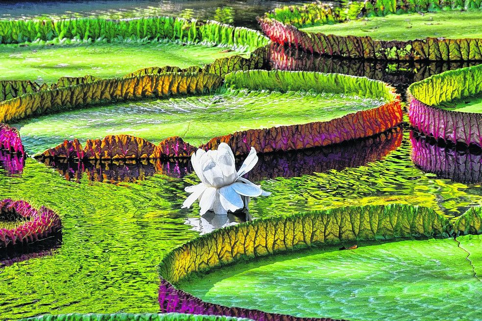Gigantische Wasserlilien