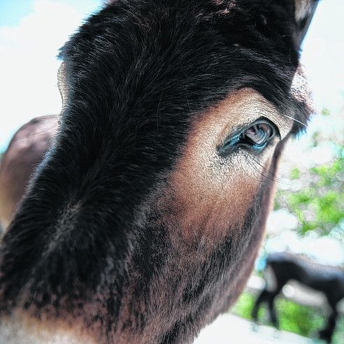 Die Esel freuen sich über Streicheleinheiten von Touristen.