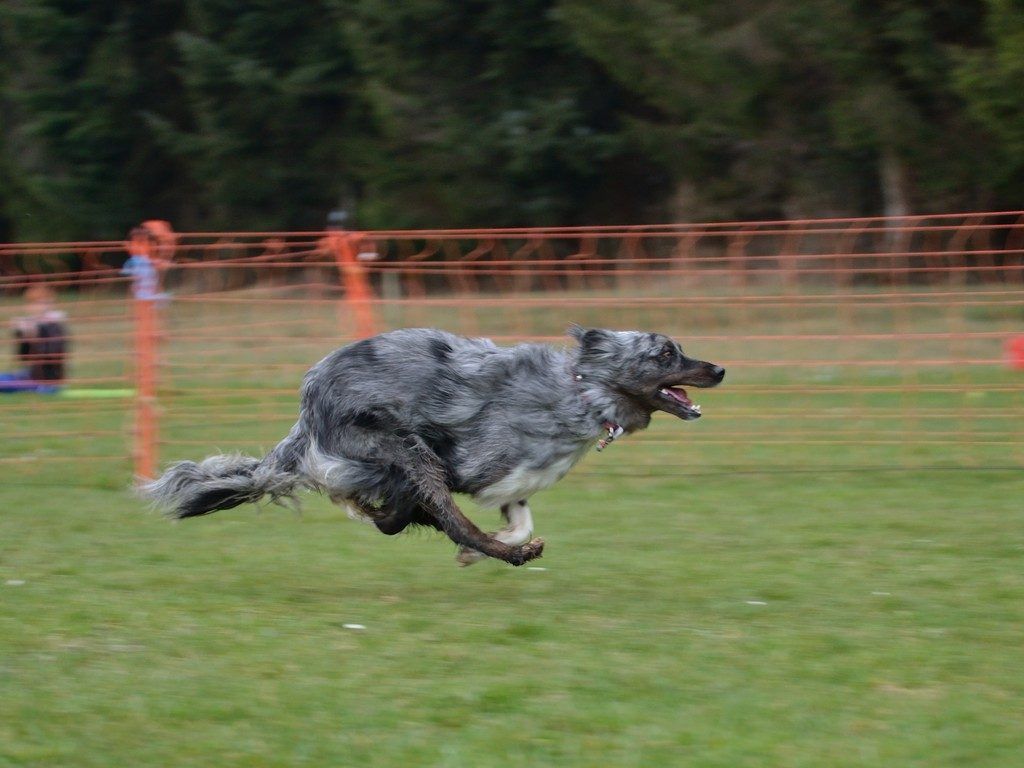 Osterhunderennen