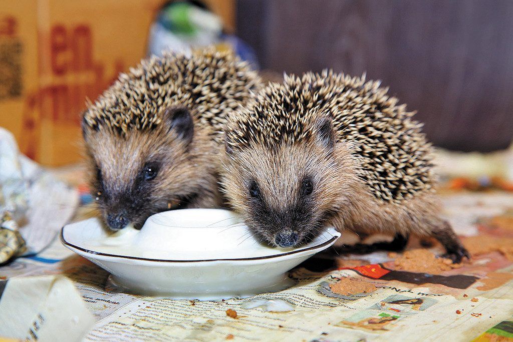 Anneliese Dalpez aus Nüziders hat sich voll und ganz den Igeln verschrieben.
