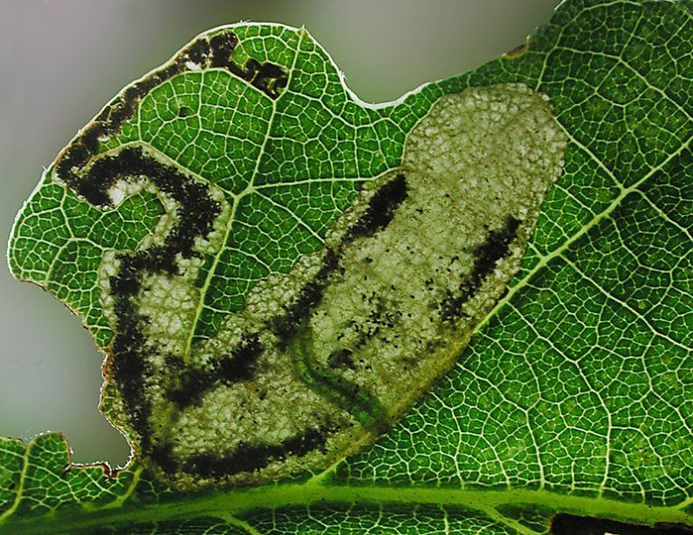 Die Raupe des Zwergminierfalters erzeugt im Blattinneren typische Spuren wie Gänge oder Flecken.  FOTO: inatura