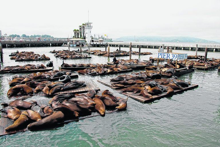 Die Seelöwen haben den Pier 39 für sich beansprucht.