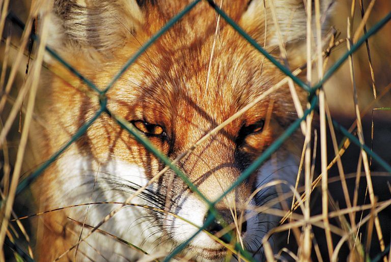 Die Tollwut ist besiegt. Jetzt kommen der Fuchs und sein Bandwurm ins Gerede.