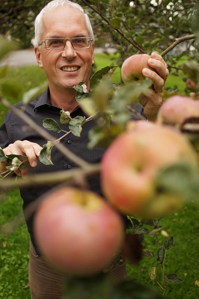 Die Zeit der Äpfel ist auch die Zeit von Ulrich Höfert. Foto: VN/Hartinger