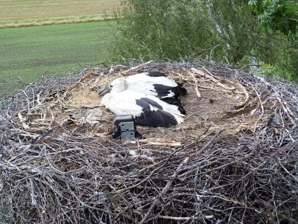 Kamera mit Bewegungsmelder im Horst soll Lebensgewohnheiten der Tiere einfangen.