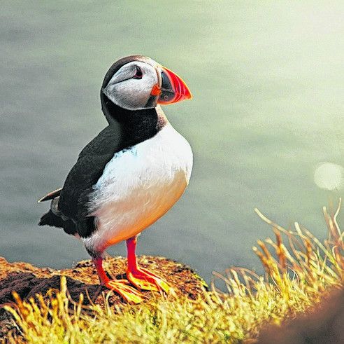 Bunte Vögel beobachten
