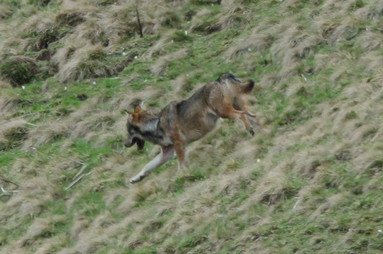 Ein Foto von historischer Dimension: Dieser Jungwolf durchstreift Vorarlberger Gebiet.