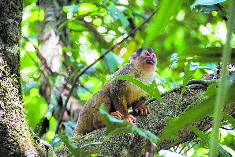 Ein Totenkopfaffe im Corcovado Nationalpark. Die meisten Tiere entdeckt man hier in den frühen Morgenstunden.