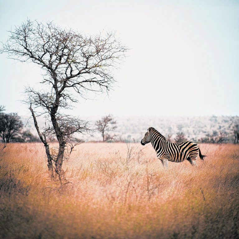 Ein Zebra in der Steppe des Krüger Nationalparks.