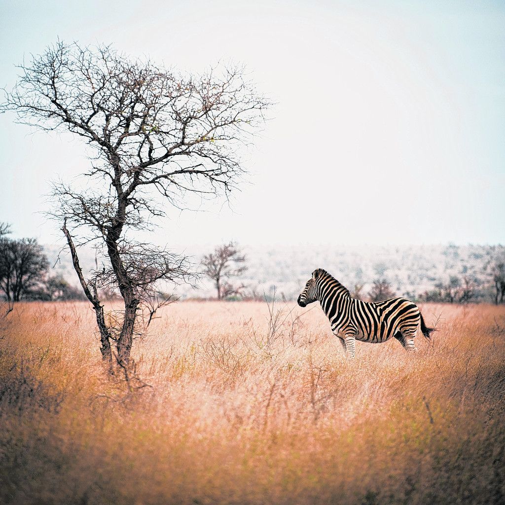 Auf Safari im Krüger Nationalpark