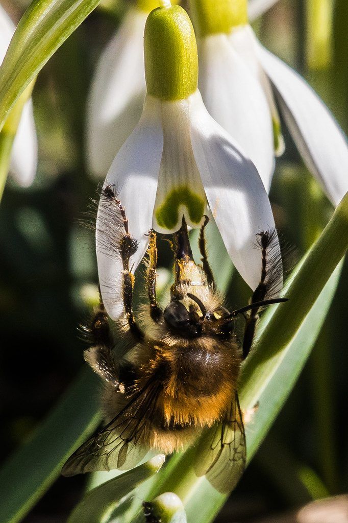 Die Bienen sterben wie die Fliegen
