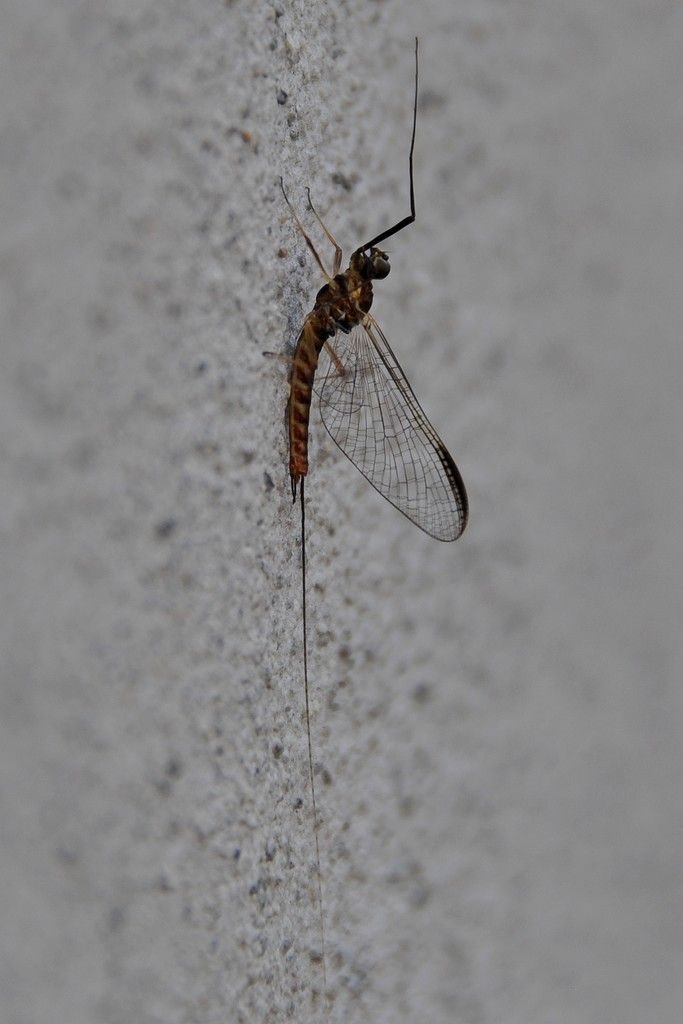 EintagsfliegeNur für den Fachmann sicher zu bestimmen sind die Eintagsfliegen. Dennoch sind sie wichtige Indikatoren für die Qualität unserer Gewässer – und nicht zuletzt auch Nahrung für die Fische. Die inatura widmete dieser Tiergruppe daher eine eigene „Rote Liste“ und stellt dort nicht nur die gefährdeten Arten vor. foto: friebe